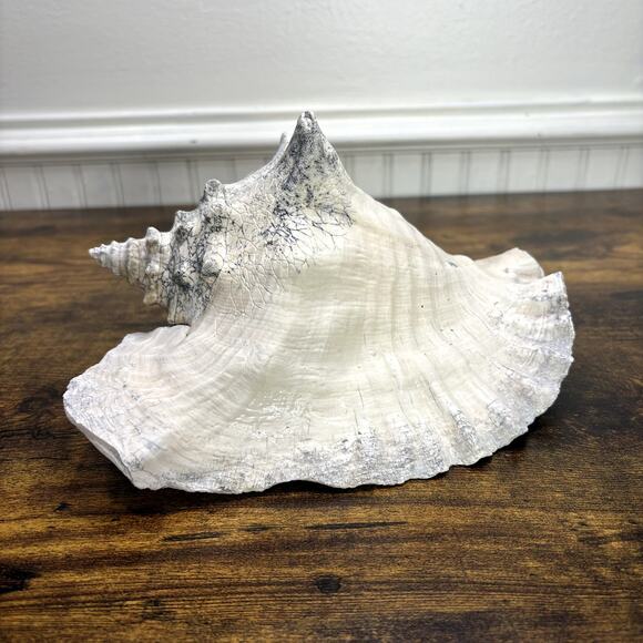 Natural Queen Horned Conch Shell 8.5" GORGEOUS COLORS Peach Glossy Pink Inside - Picture 2 of 9